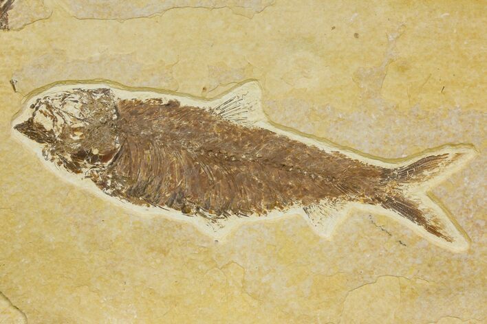 Detailed Fossil Fish (Knightia) - Wyoming #136810